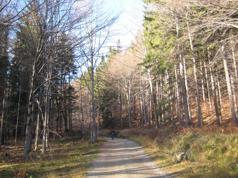 Waldweg...