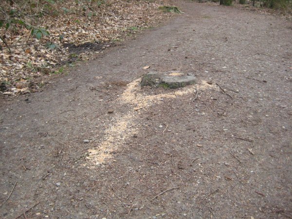 Baumstumpf