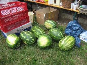 IMG_4022
