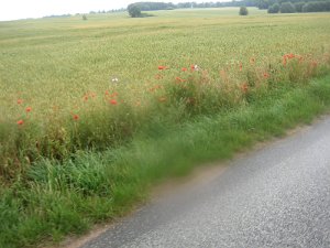 IMG_3430