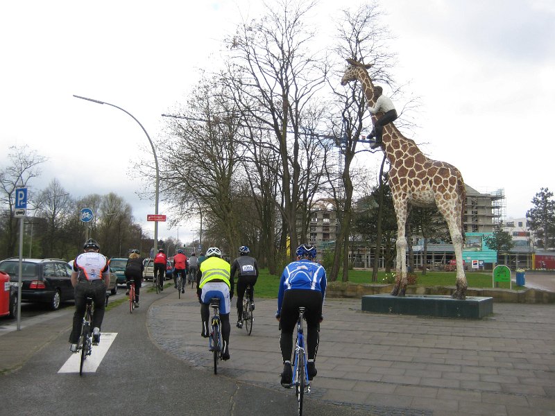 Giraffe