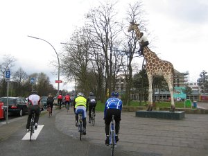 Giraffe
