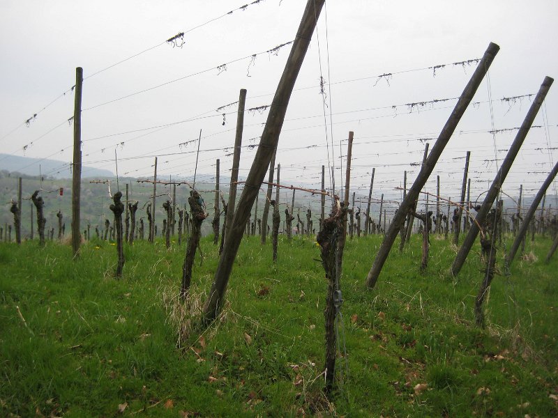 Weinberg